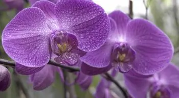 EXOTIC: An orchid at International Garden on Sixth Avenue in Chelsea's Garden District. (Phoebe Zheng/ The Epoch Times)